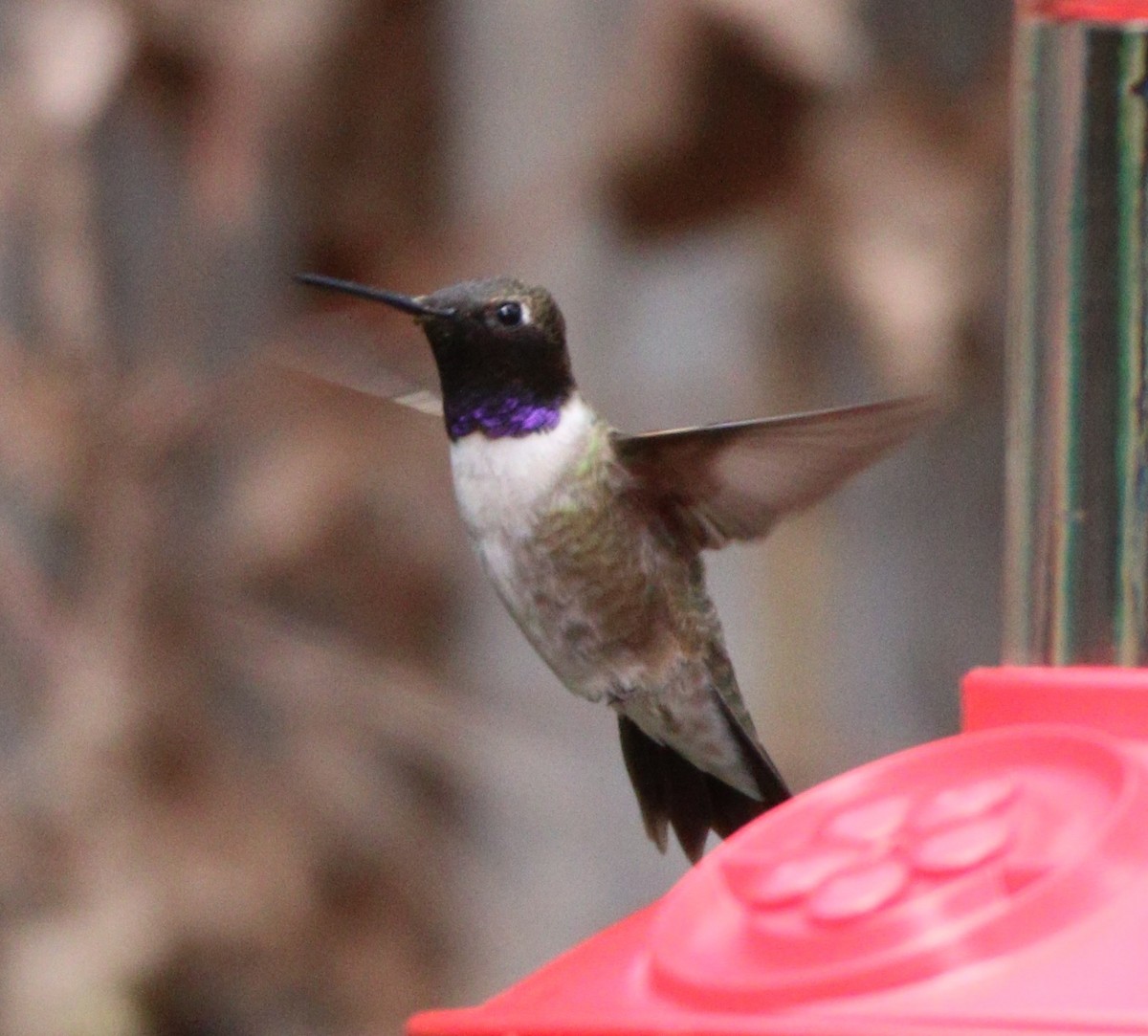 Black-chinned Hummingbird - ML614171208