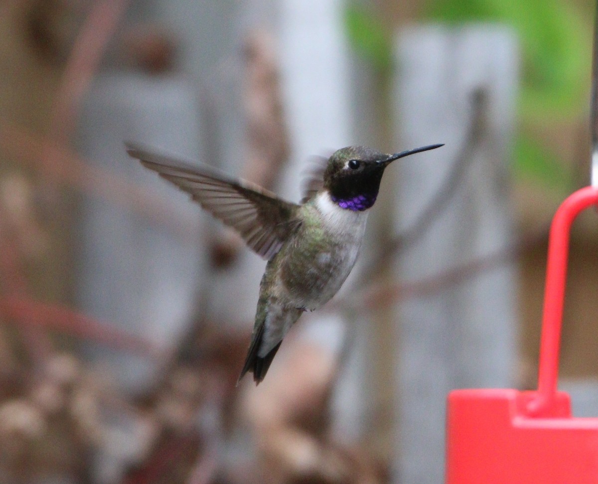 Black-chinned Hummingbird - ML614171211