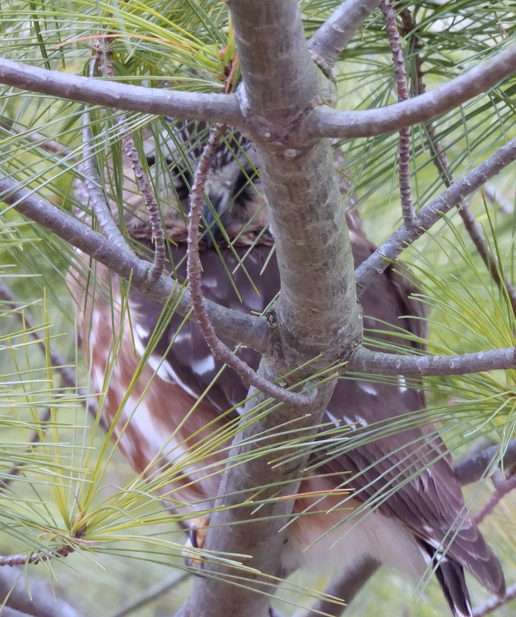 Ebird Checklist Jan Sterling Sp Species