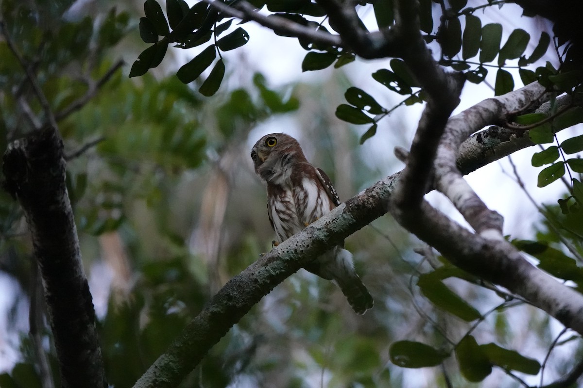 Ferruginous Pygmy-Owl - chris milensky