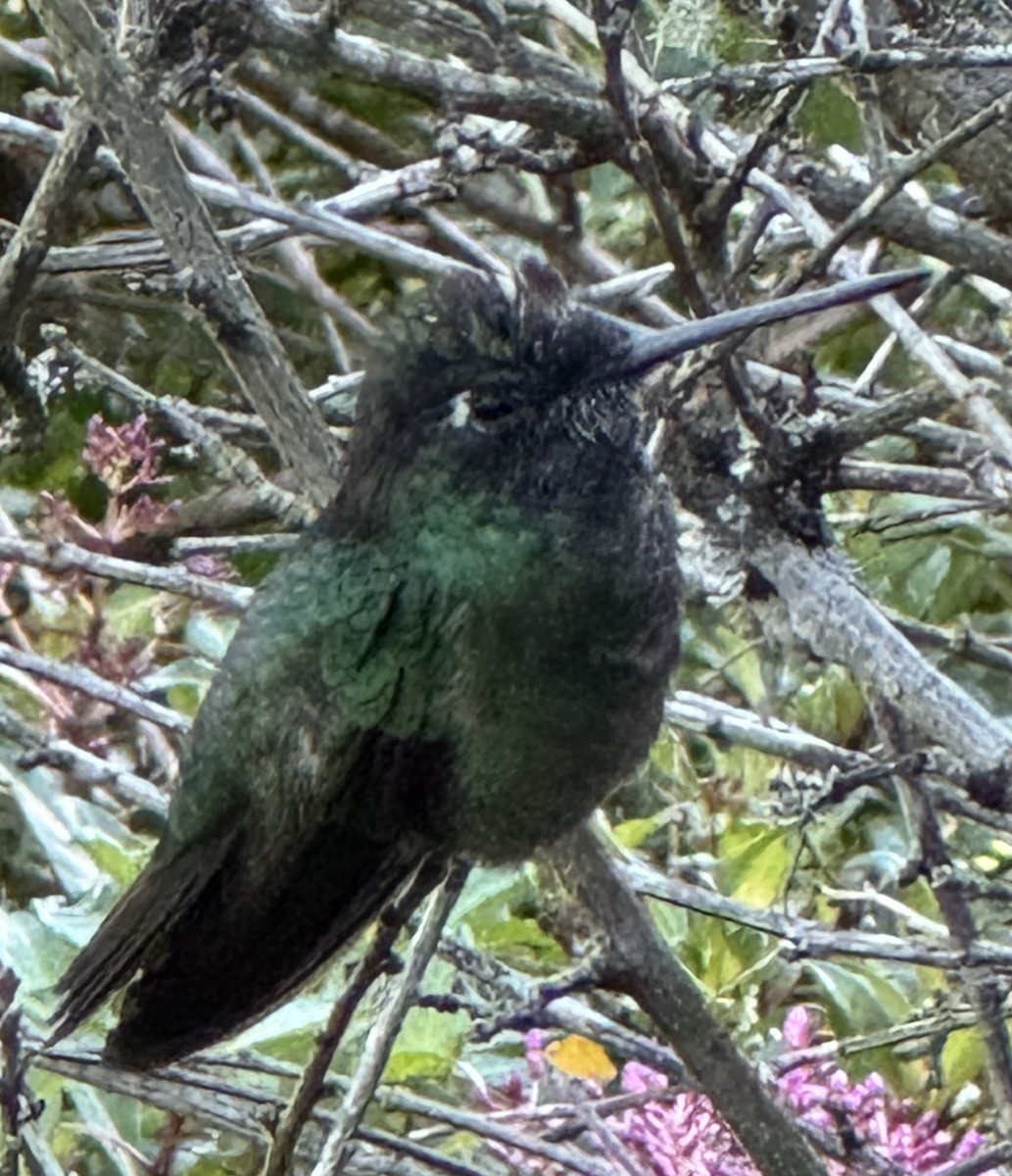 Talamanca Hummingbird - Rick Purvis