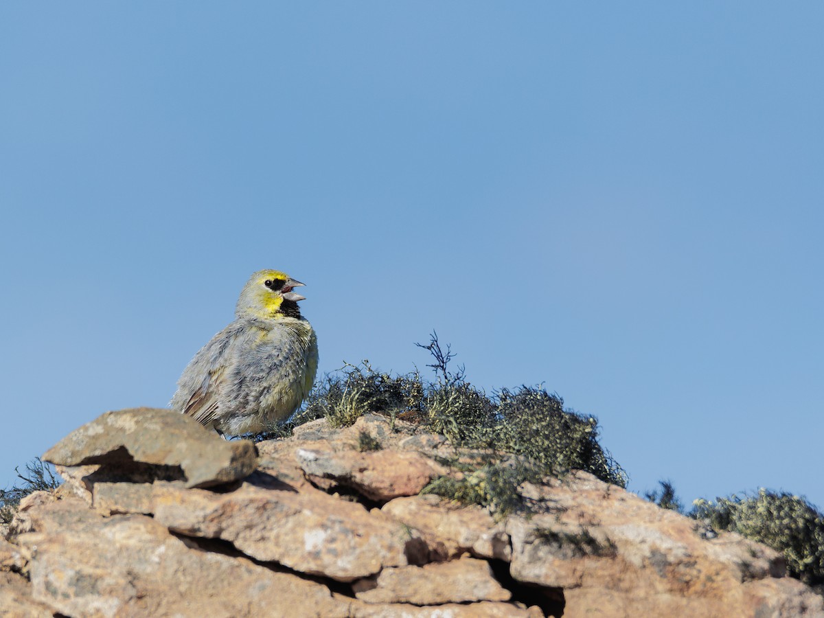 Yellow-bridled Finch (White-tailed) - ML614172405