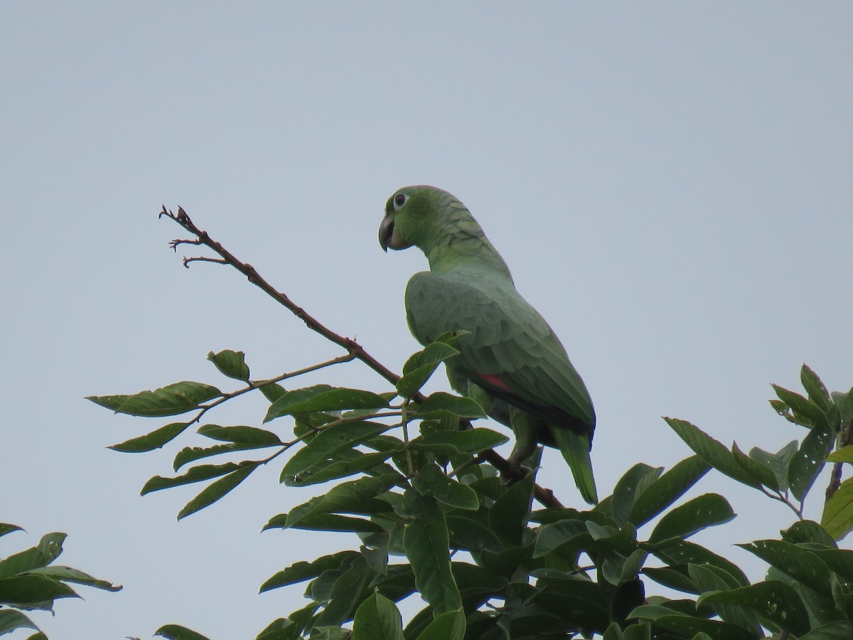 Mealy Parrot - ML614172826
