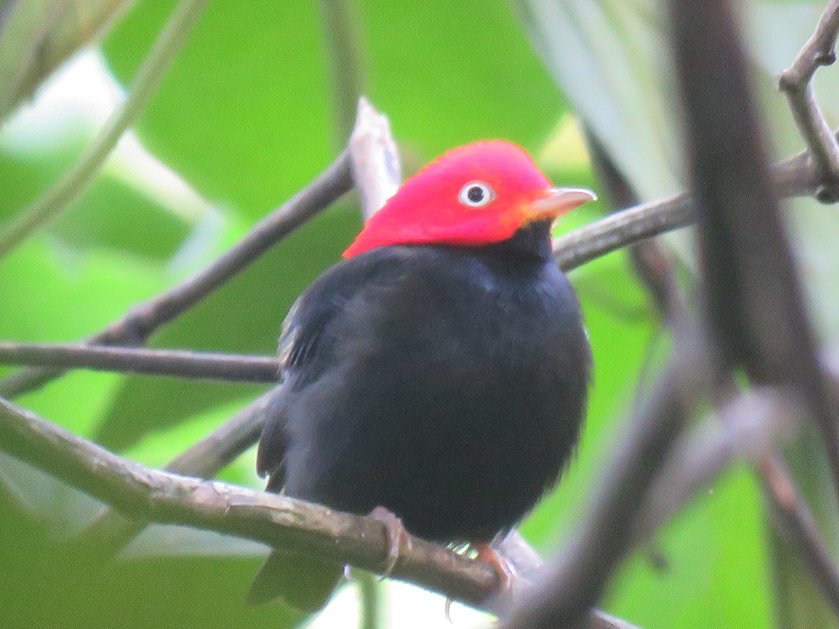 Red-capped Manakin - ML614172845