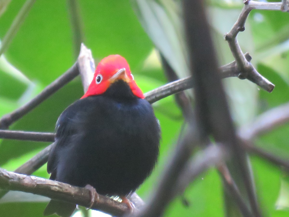 Red-capped Manakin - ML614172846