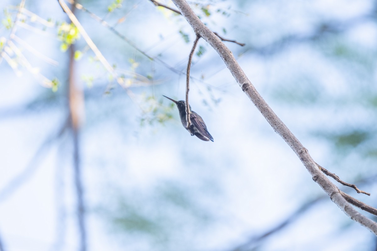 Blue-vented Hummingbird - Suzy Deese