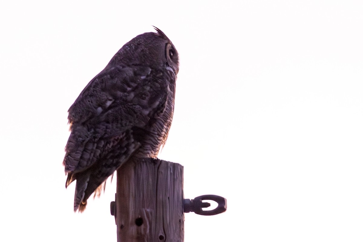 Great Horned Owl - ML614173036