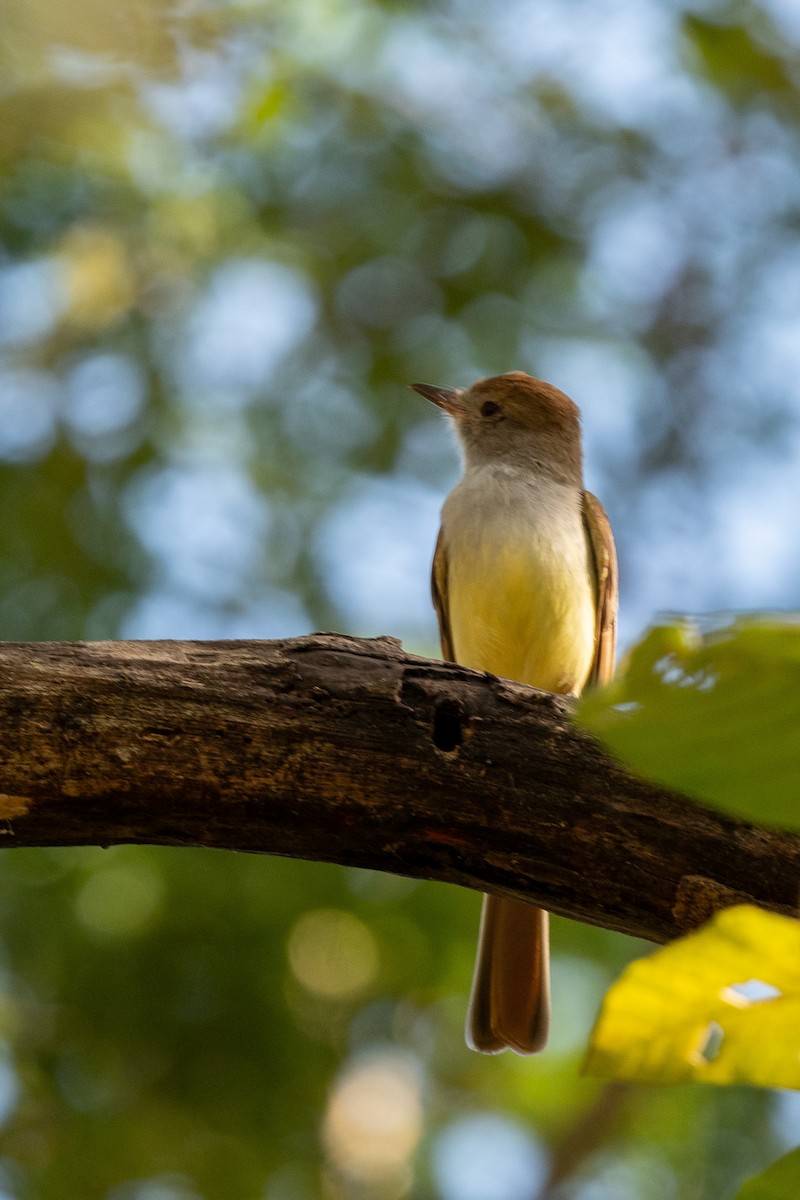 Brown-crested Flycatcher - Suzy Deese