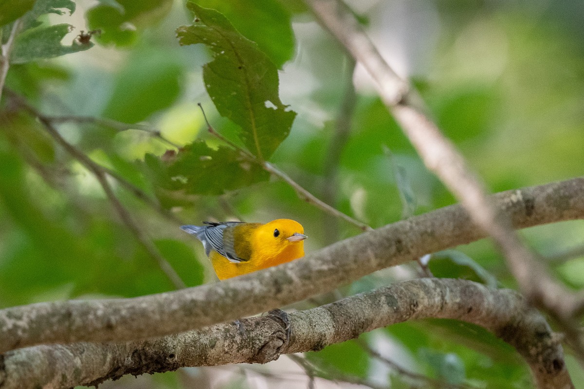 Prothonotary Warbler - ML614173119
