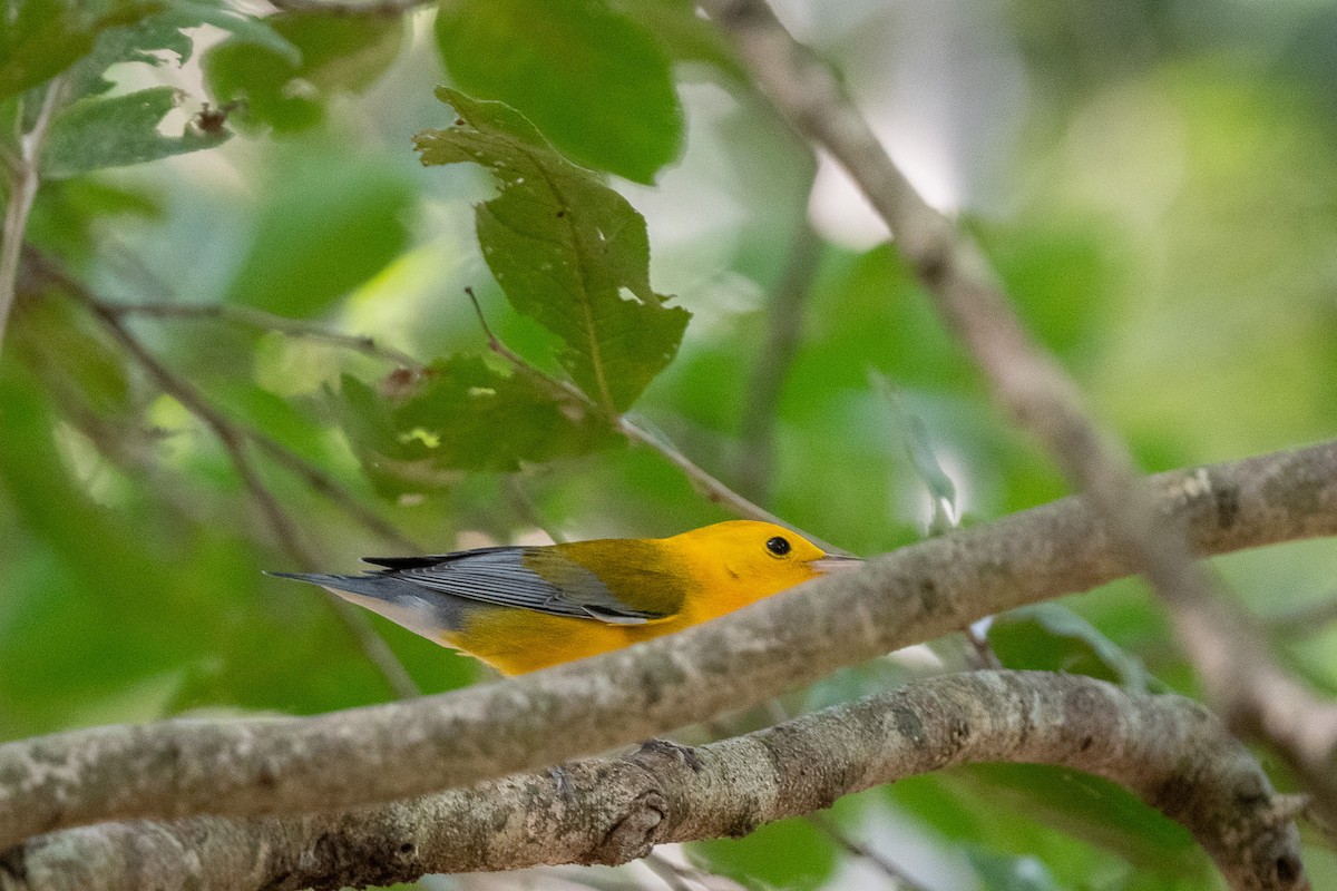 Prothonotary Warbler - ML614173120