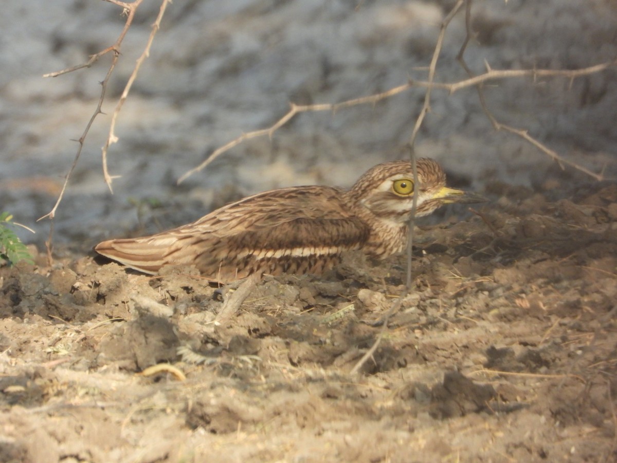 Indian Thick-knee - ML614173397