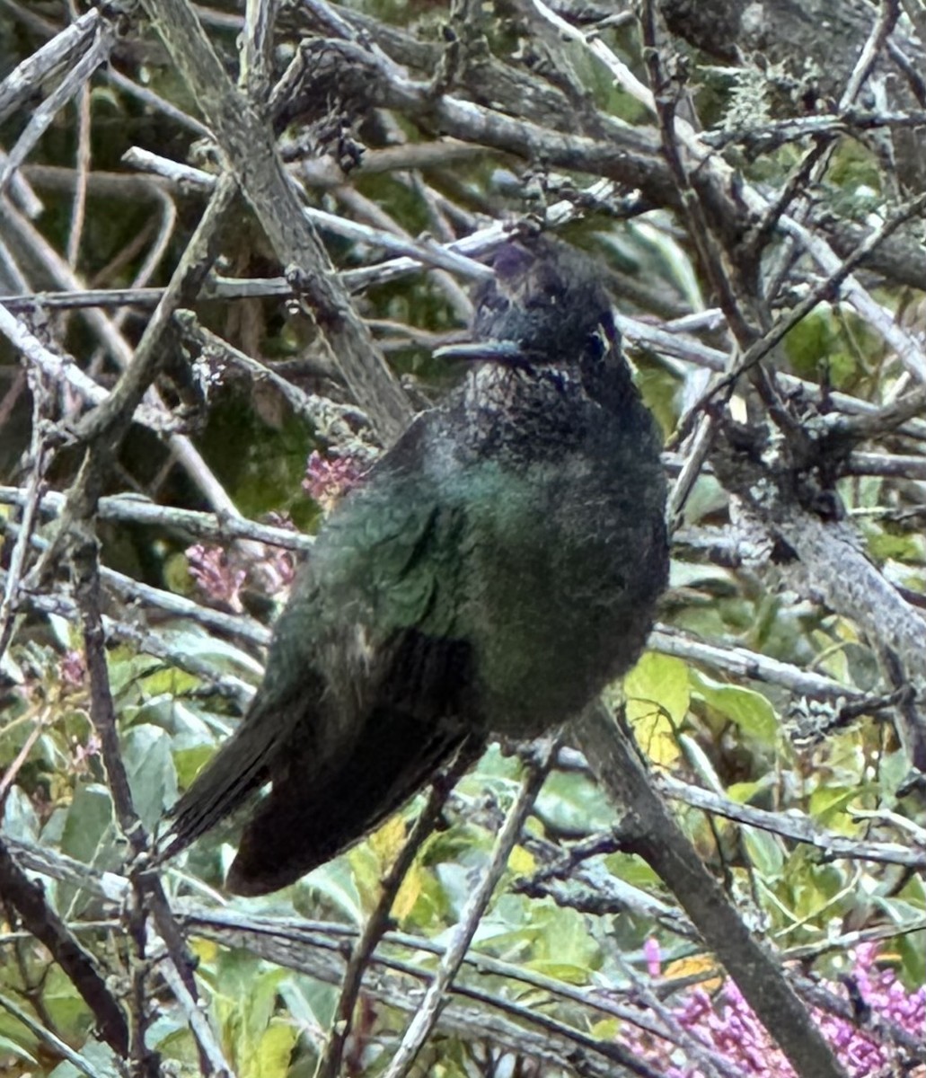 Talamanca Hummingbird - ML614173527