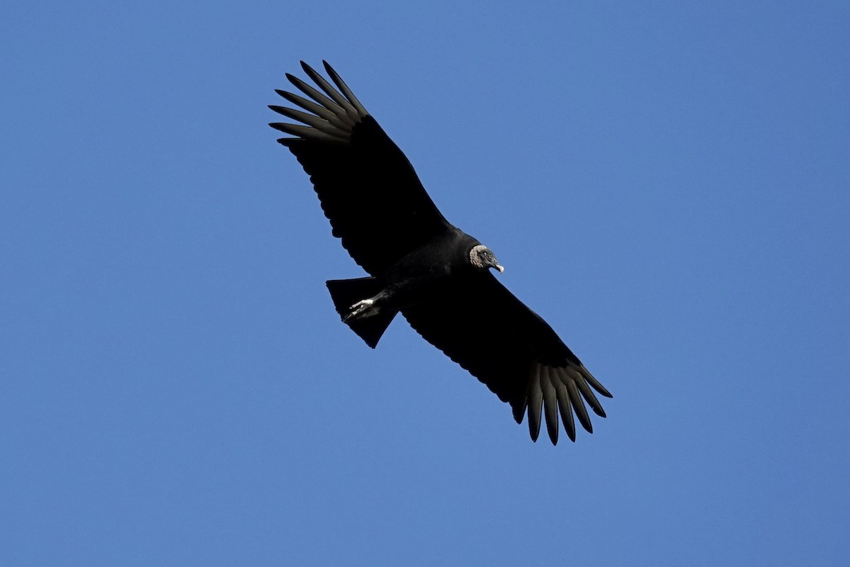 Black Vulture - ML614173666