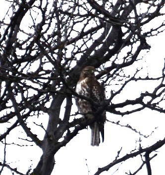 Red-tailed Hawk - ML614174102