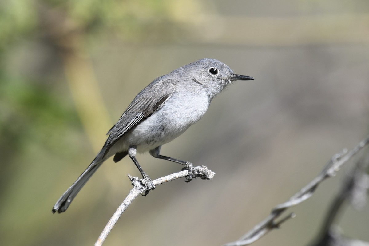 Blue-gray Gnatcatcher (obscura Group) - ML614174303