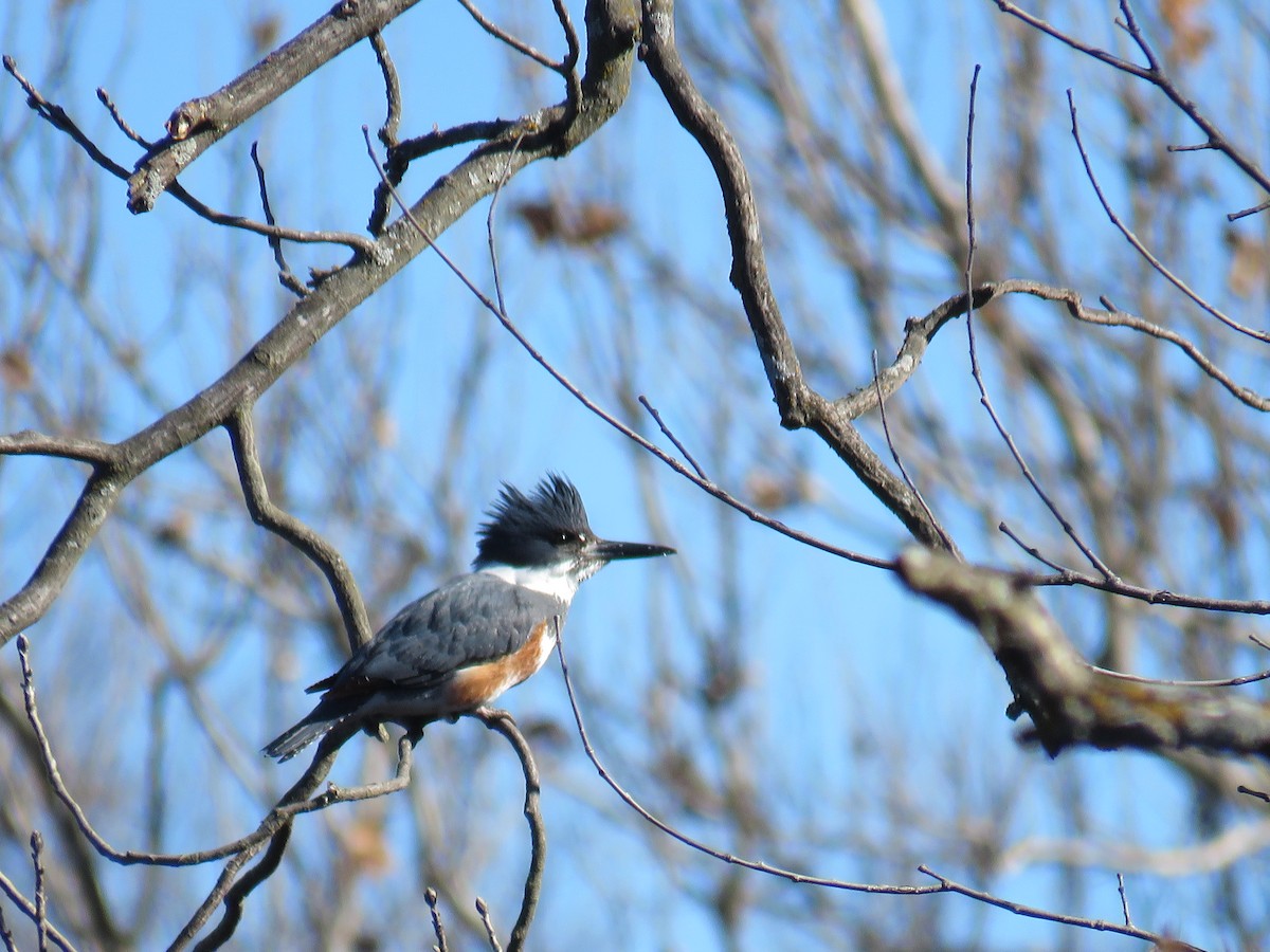 Belted Kingfisher - Ann Tanner