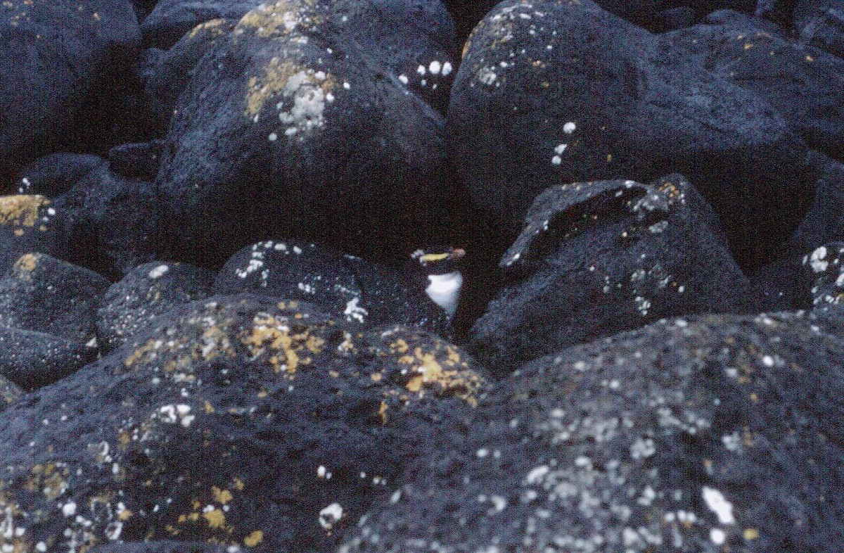 Fiordland Penguin - ML614174433