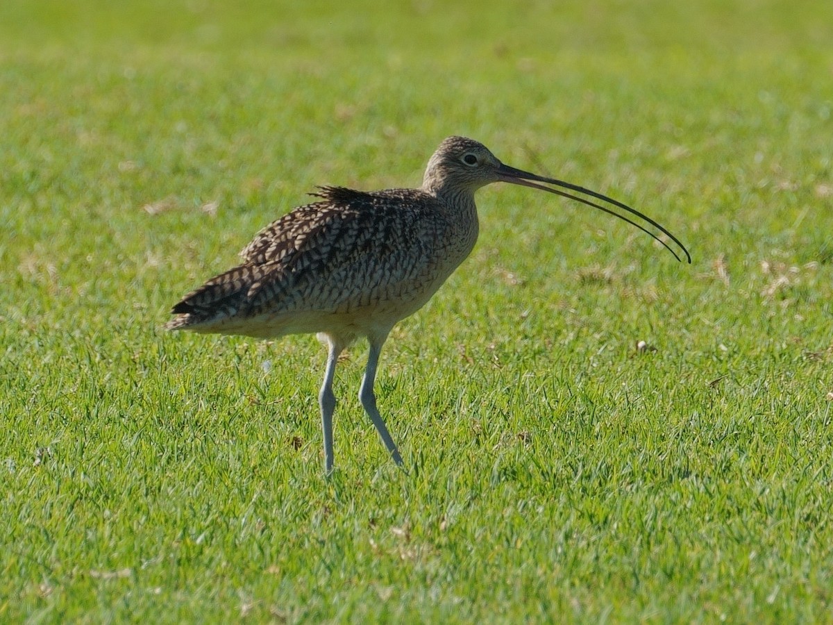 Long-billed Curlew - ML614174773