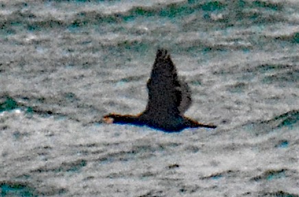 Great Cormorant (North Atlantic) - ML614174898