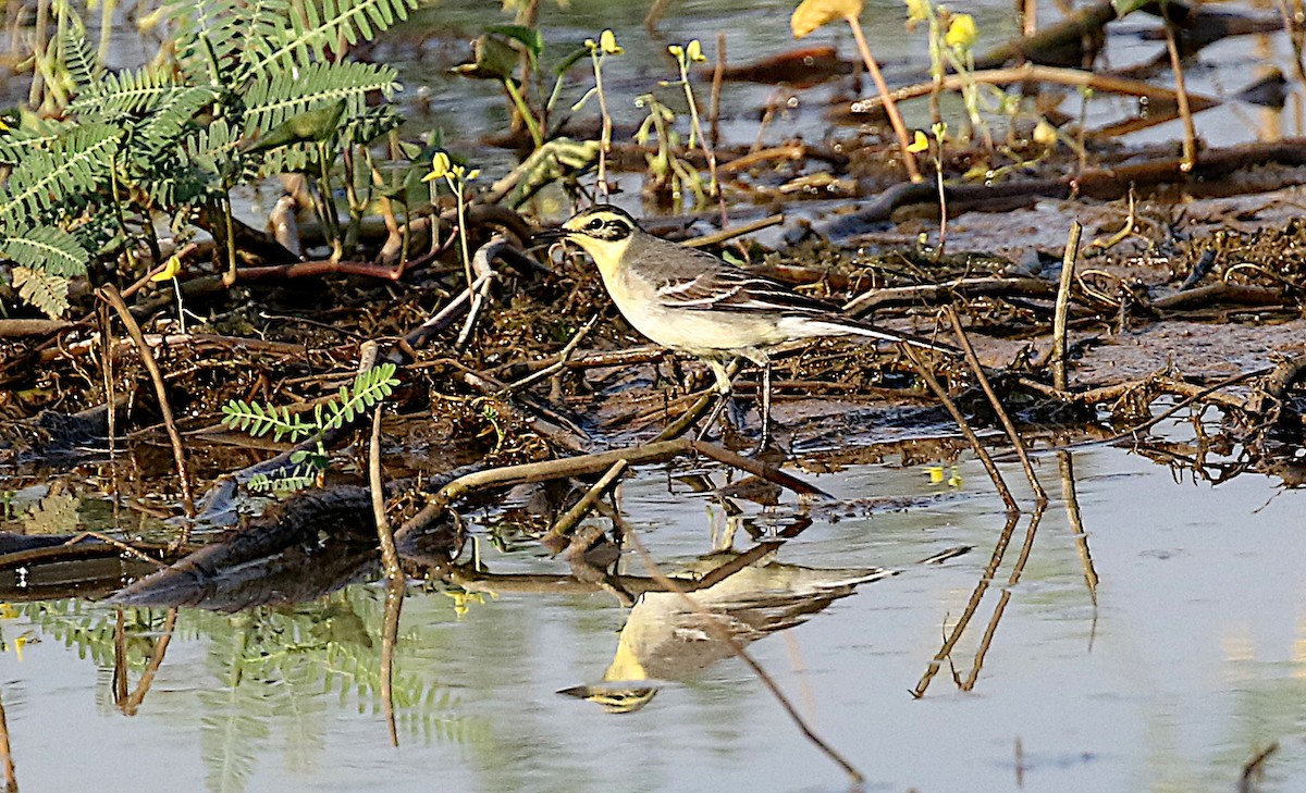 Citrine Wagtail - Peter Ericsson