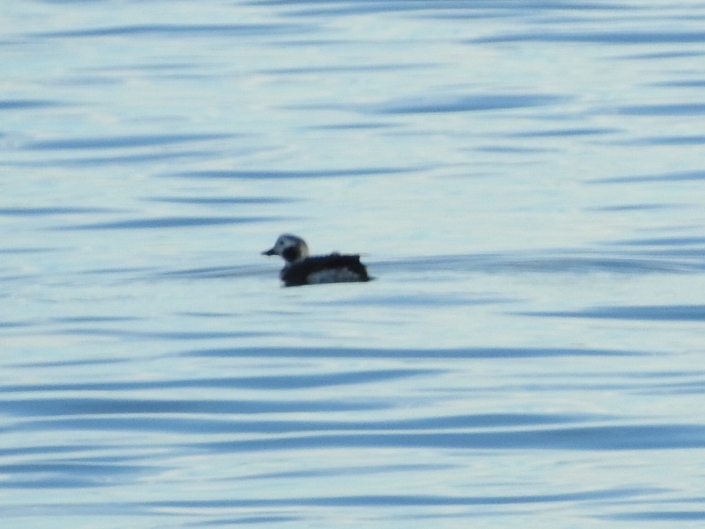 Long-tailed Duck - ML614175489
