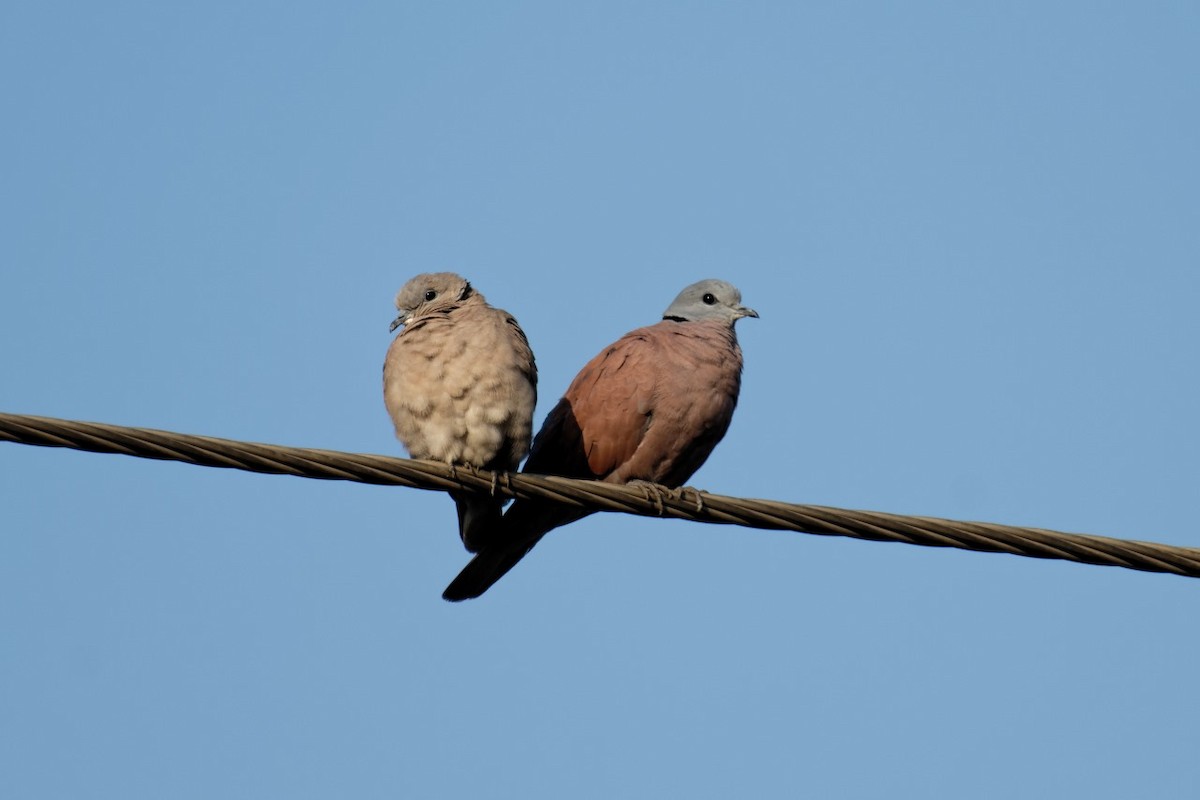 Red Collared-Dove - ML614175511