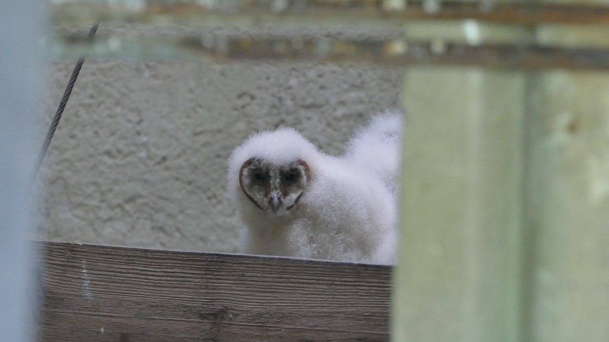 Barn Owl - ML614175535