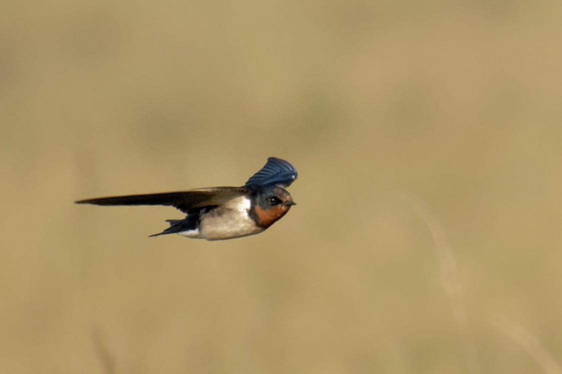 Barn Swallow - Mohit Sahu
