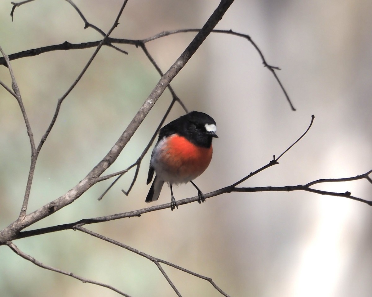 Scarlet Robin (Campbell's) - ML614175587