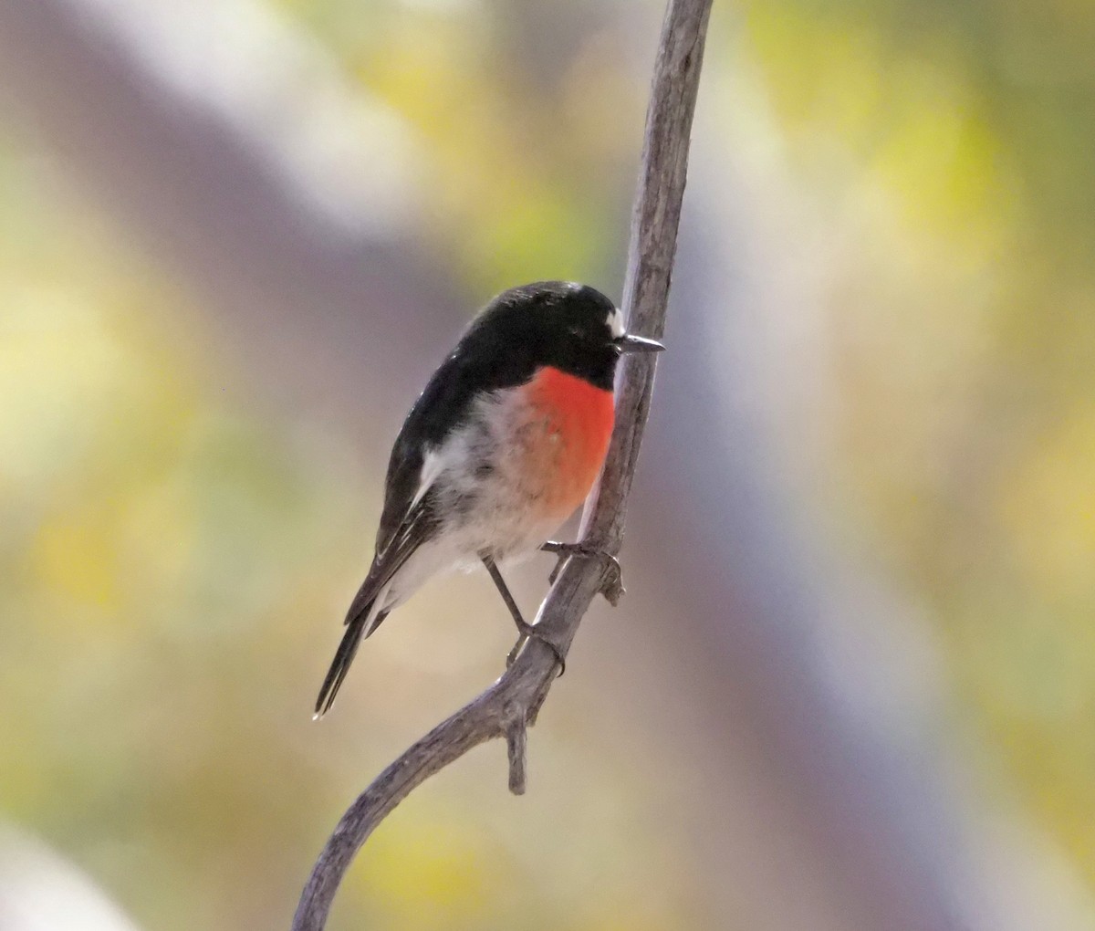 Scarlet Robin (Campbell's) - ML614175588