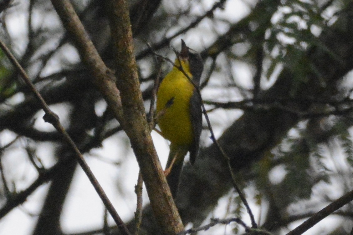 Gray-and-gold Warbler - ML614175878
