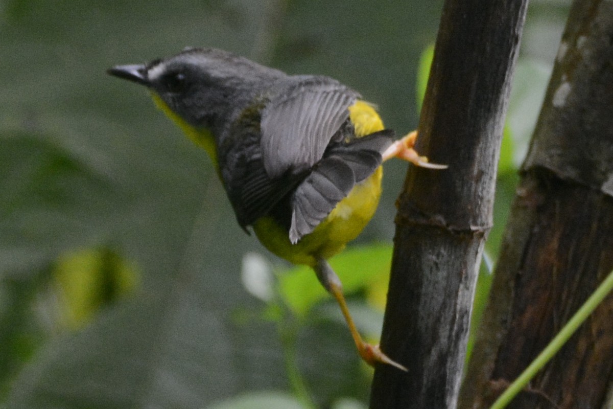 Gray-and-gold Warbler - ML614175957
