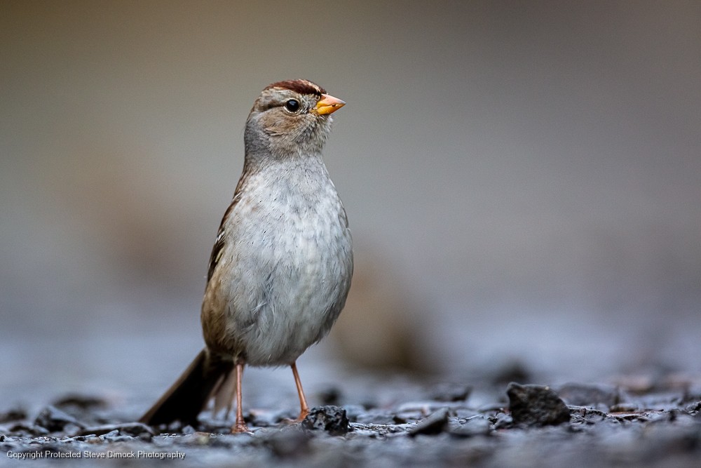 White-crowned Sparrow - ML614176072