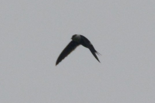 Lesser Swallow-tailed Swift - ML614176150