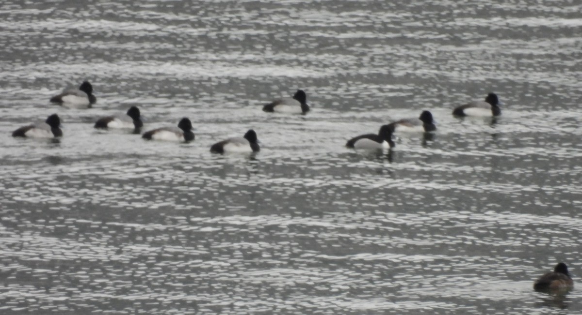 Greater/Lesser Scaup - ML614176192