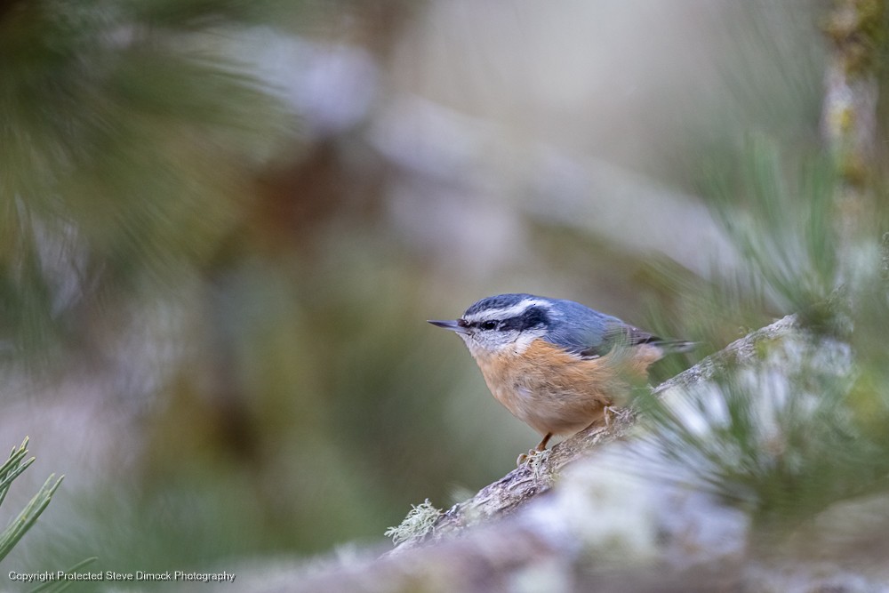 Red-breasted Nuthatch - ML614176249