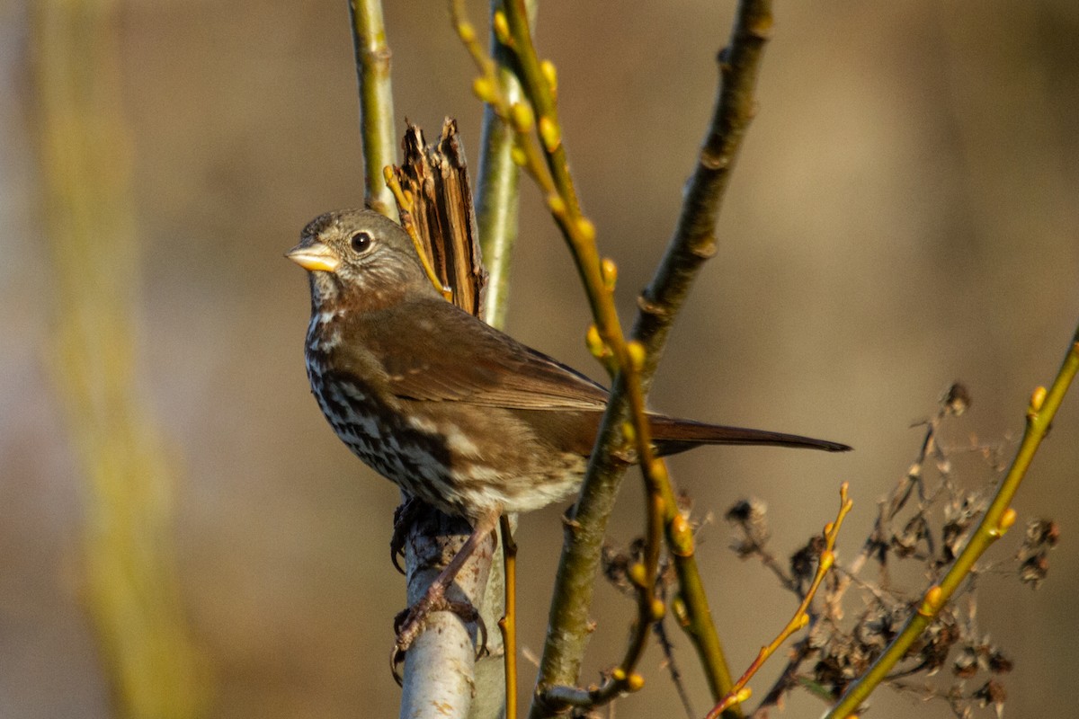 Fox Sparrow (Sooty) - ML614176292