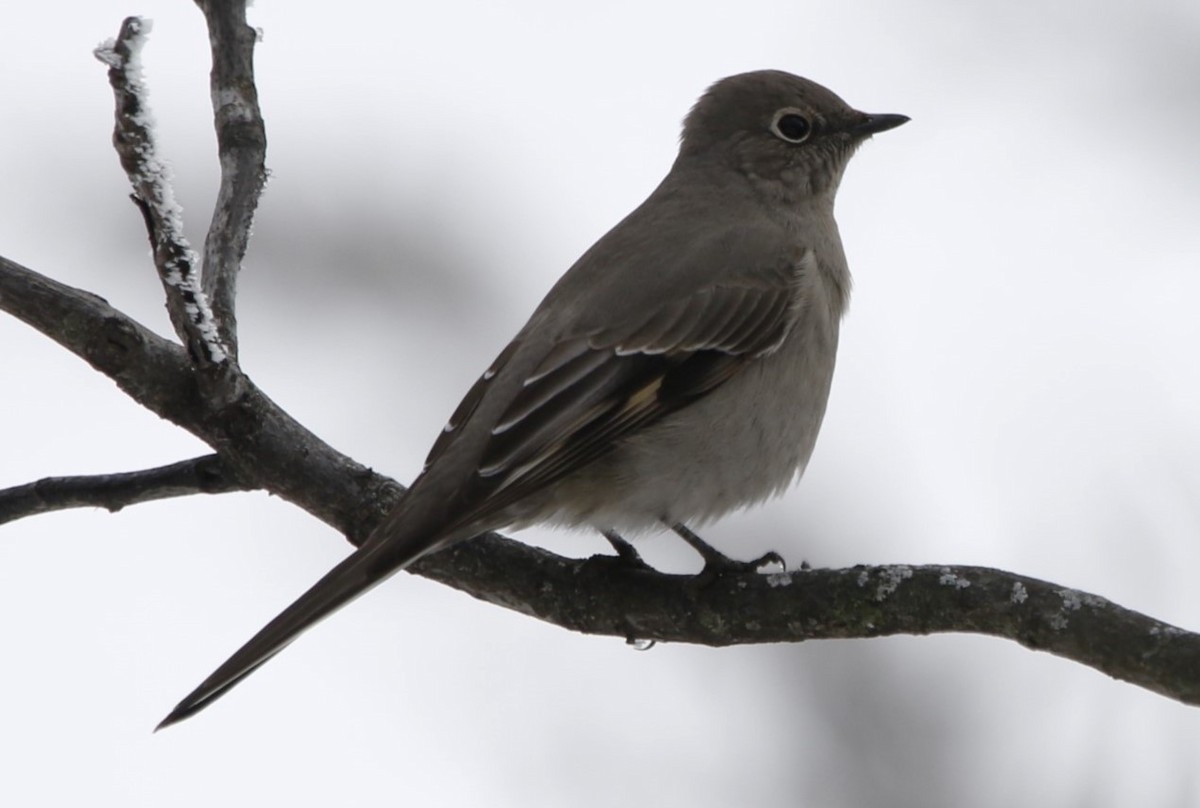Townsend's Solitaire - ML614176449