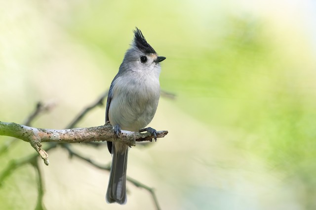 Black-crested Titmouse