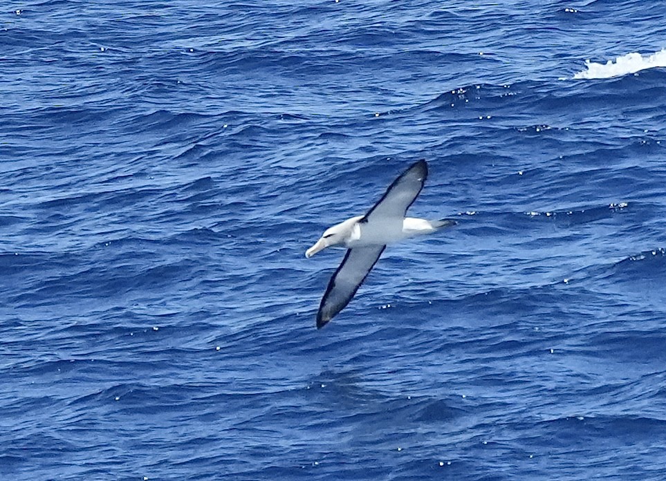 White-capped Albatross (steadi) - ML614176726