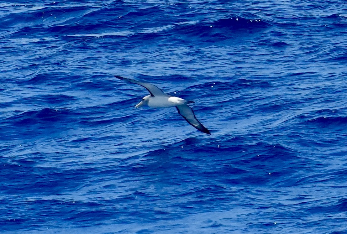 White-capped Albatross (steadi) - ML614176727