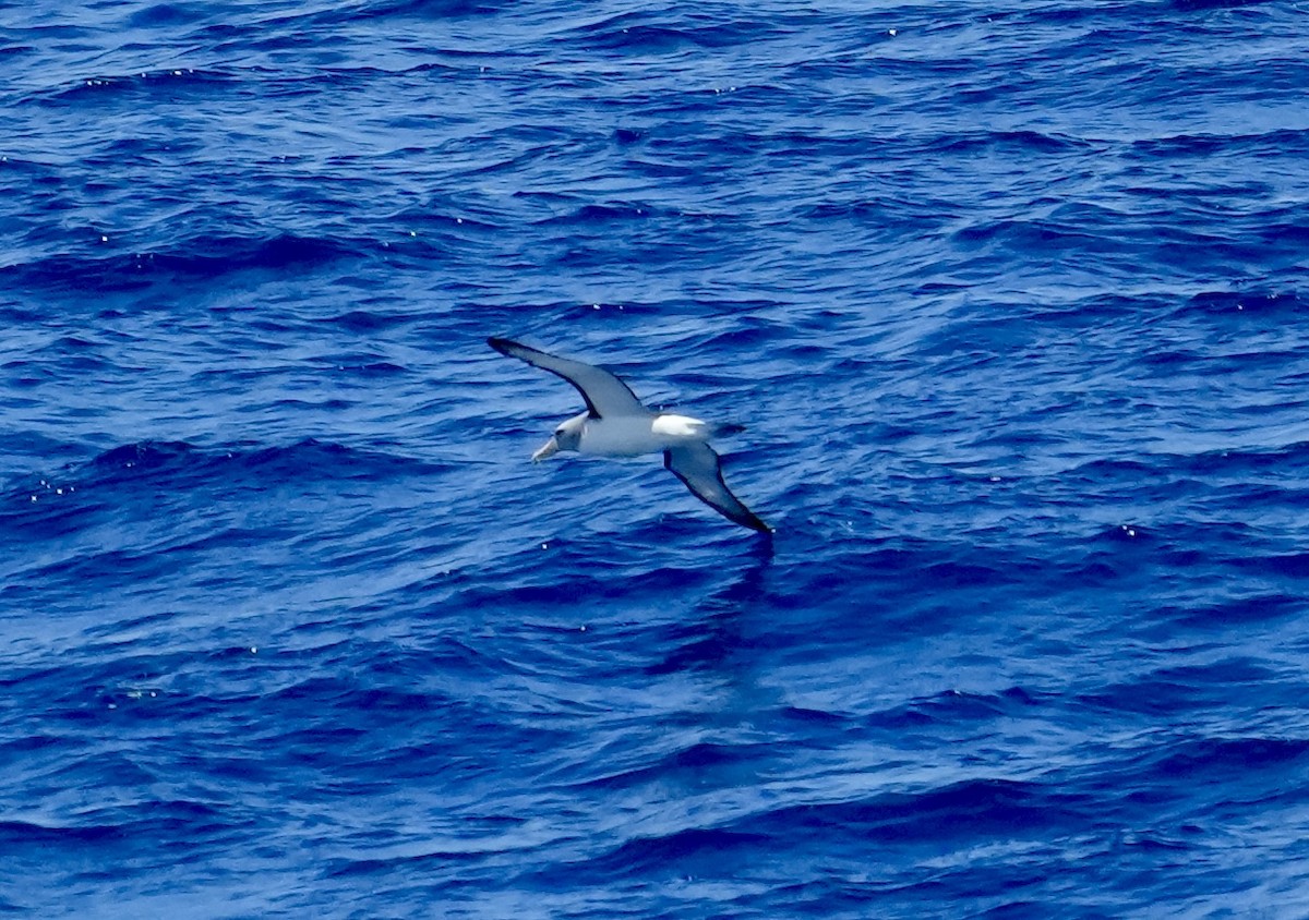 White-capped Albatross (steadi) - ML614176728