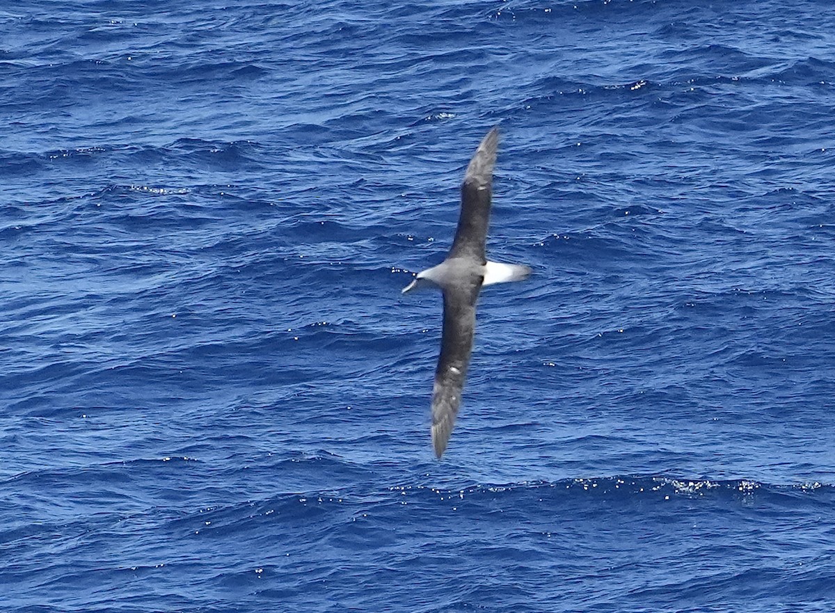 White-capped Albatross (steadi) - ML614176729
