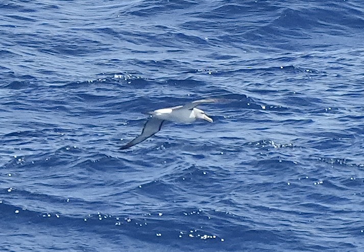 White-capped Albatross (steadi) - ML614176730