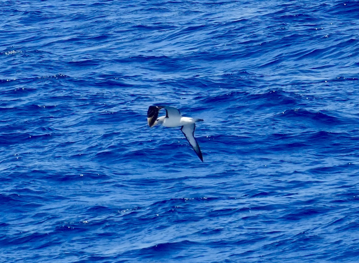 White-capped Albatross (steadi) - ML614176731
