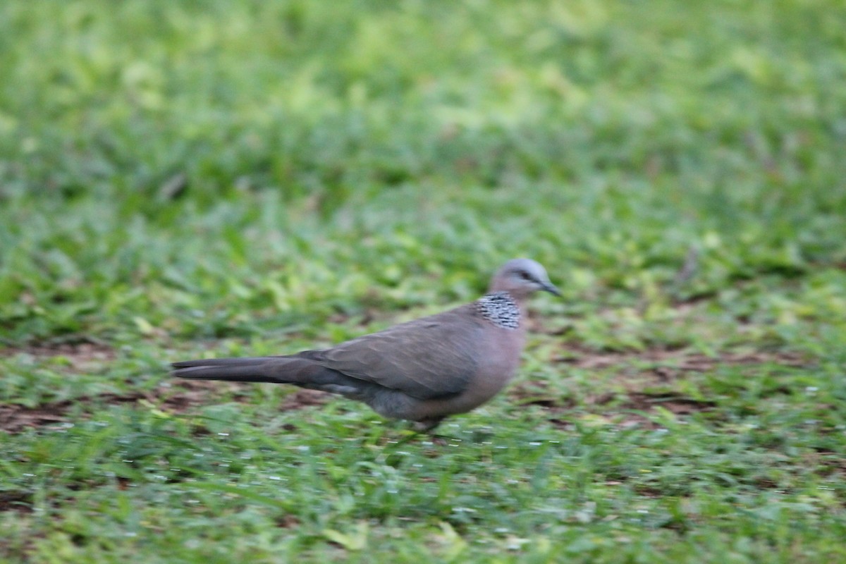 Spotted Dove (Eastern) - ML614176769