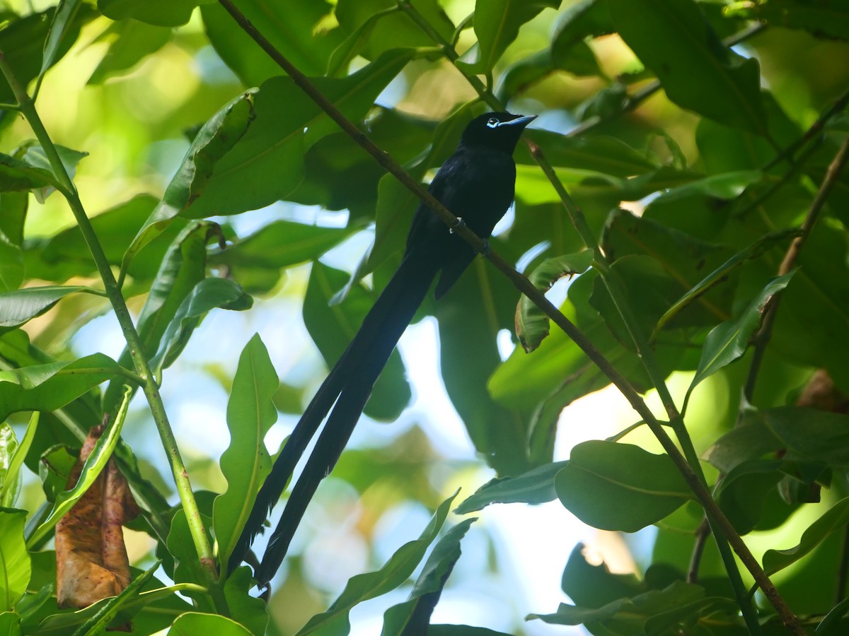 Seychelles Paradise-Flycatcher - Brett Hartl