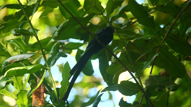 Seychelles Paradise-Flycatcher - ML614176980