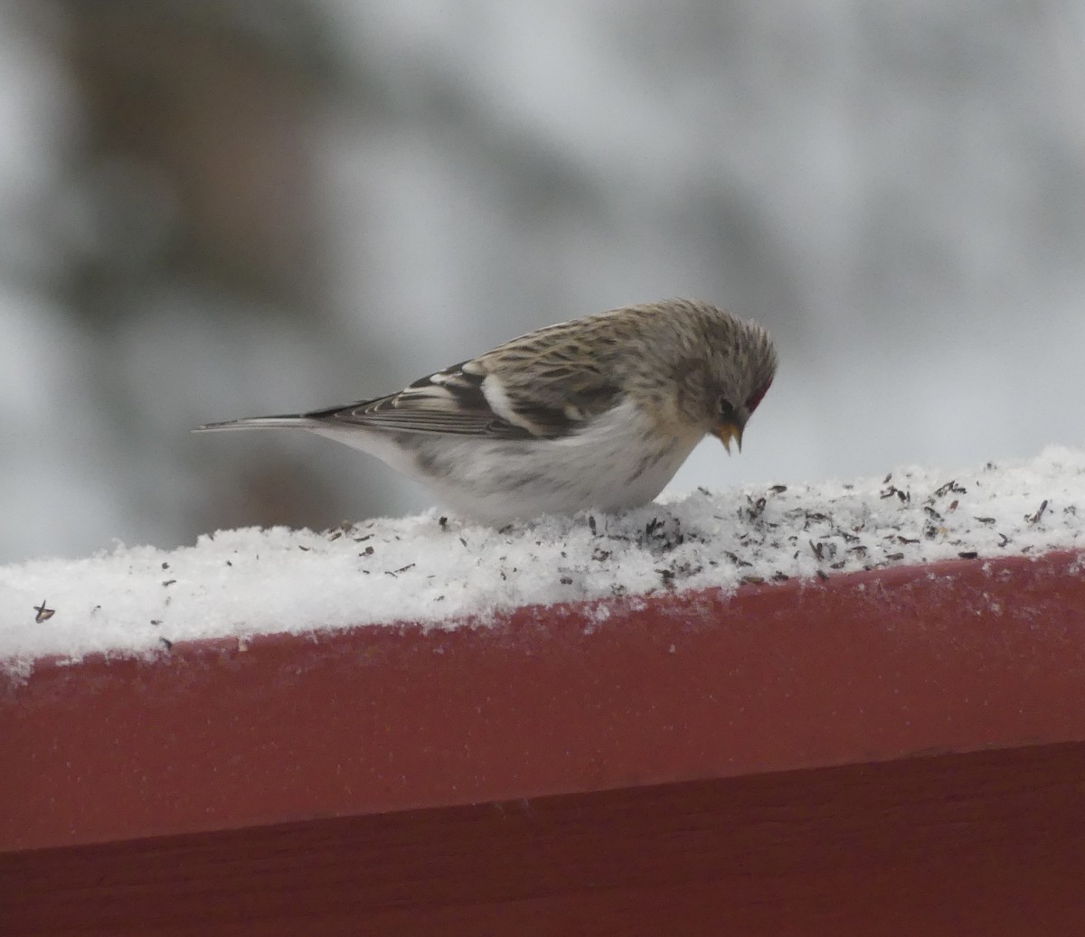 Hoary Redpoll - T A