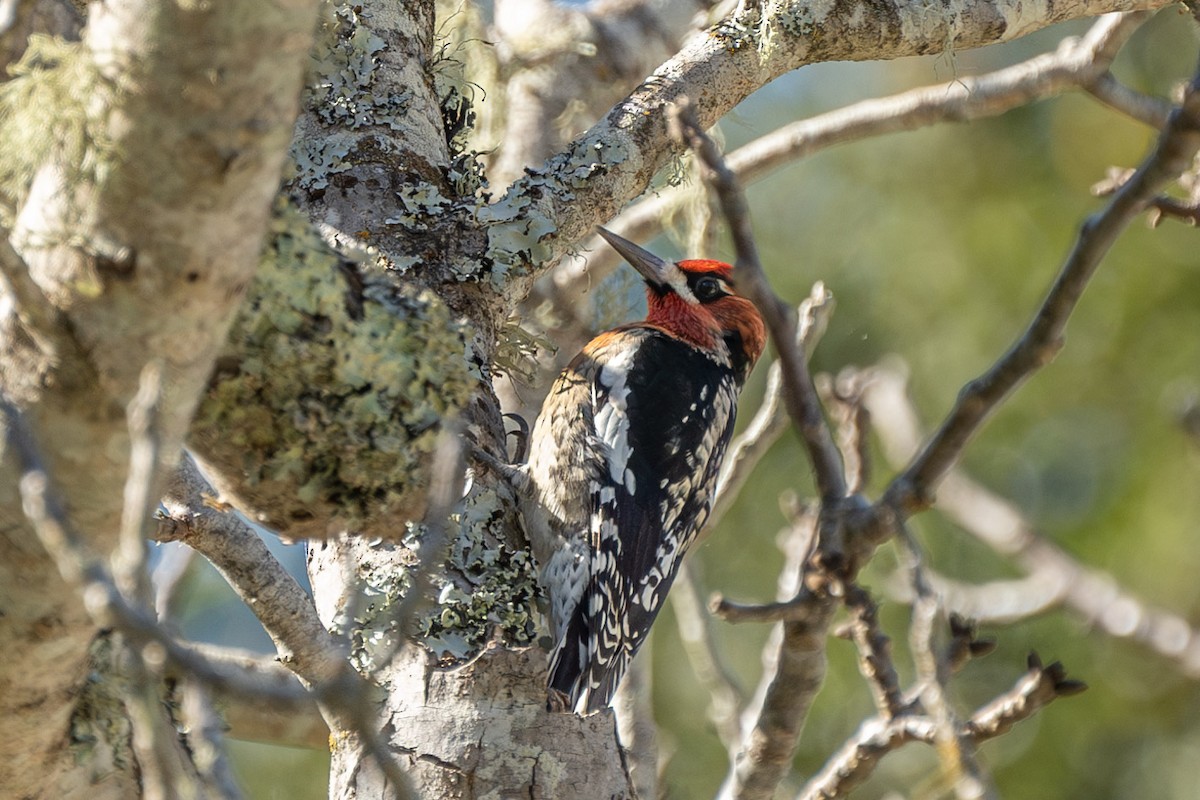 Red-naped x Red-breasted Sapsucker (hybrid) - ML614177642